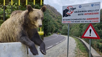 Lege de protecție a urșilor și a oamenilor, propusă de doi deputați ai PSD: „Ursul nu e jucărie – păstrează (…)