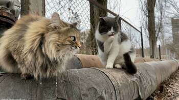 Pisicile din Cernobîl: cum au supraviețuit radiațiilor și dezastrului. De ce există mai mulți câini decât pisici în (…)