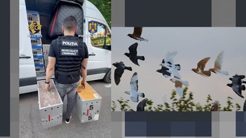 Cum a încercat o bandă de HOȚI de porumbei să păcălească mai mulți milionari din România. Paguba este estimată la (…)