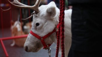 Un ren a fugit de la un târg de Crăciun