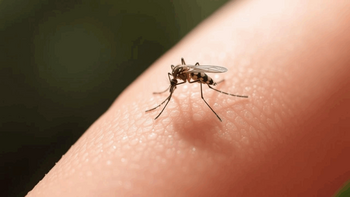 Motive de îngrijorare în China, după ce această țară a raportat peste 7.000 de cazuri de infecții cu virusul chikungunya