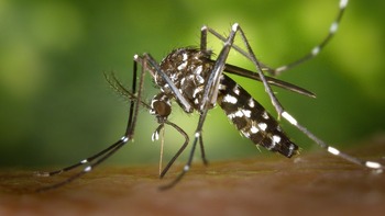 Alertă medicală, după ce au fost înregistrate patru cazuri de infecție cu virusul West Nile în România! Ce (…)