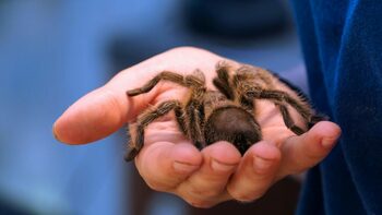 Tarantule ascunse în cutii de ciocolată