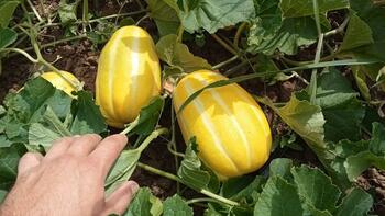 Ionuţ a dat lovitura cu o cultură exotică pe care o exportă în străinătate: 