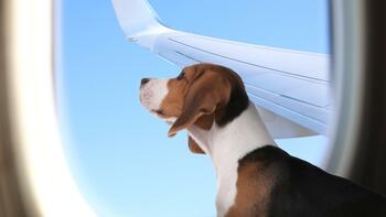 O companie aeriană a pierdut câinele unei pasagere. Stăpâna va primi despăgubiri cât pentru un bagaj rătăcit