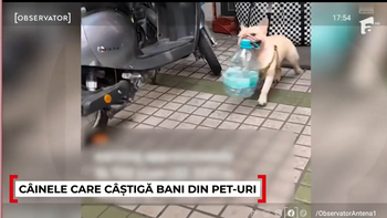 Câinele care câștigă mii de DOLARI colectând sticle de plastic de pe stradă