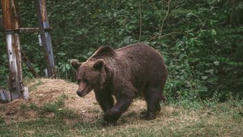 Un bărbat, în stare gravă după ce a fost atacat de un urs pe un câmp în Mureş. Omul a rămas fără faţă