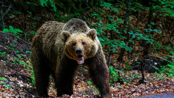 Se pregătește legea care pedepsește românii. Hrănirea și apropierea de animale sălbatice, amendată cu până la 60.000 lei