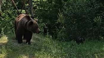 Bărbat, la un pas să fie atacat de o ursoaică cu trei pui, după ce a încălcat un avertisment aflat chiar lângă el: (…)