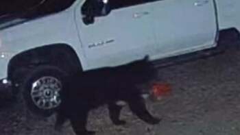 Urs filmat când fură o drujbă de 500 de dolari din fața casei, în SUA: „Din răzbunare pentru tăierea copacului de (…)