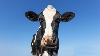 O vacă din Martinica este vedeta unui eveniment internațional