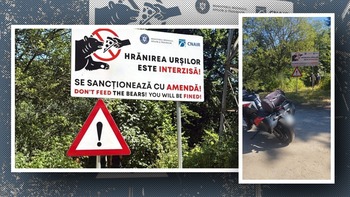 TRAGEDIA de pe Transfăgărășan, analizată de un specialist în comportamentul animalelor. „URSUL mușcă, dar nu se (…)
