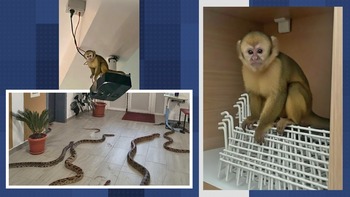 O farsă bine pusă la punct a speriat profesorii unei școli. Imagini cu maimuțe generate de AI au fost distribuite pe (…)