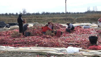 Recoltă bogată, pierderi uriașe: fermierii distrug producția pentru că importurile le-au blocat vânzările