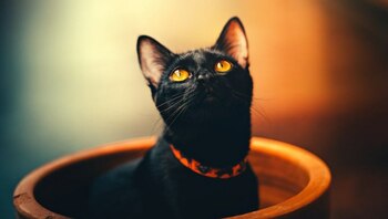 Motivul pentru care un oraș european interzice temporar adopțiile de pisici negre