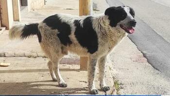 Italia: un migrant a tăiat gâtul unui câine pentru a „încerca să-l mănânce” - "Uciderea unui animal prin (…)