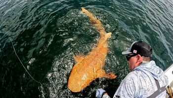 Un rechin portocaliu strălucitor a fost descoperit în Costa Rica, o premieră mondială. Ce spun cercetătorii