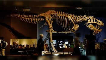 Scotty, cel mai mare Tyrannosaurus rex descoperit vreodată, impresionează prin dimensiuni și trecutul său violent