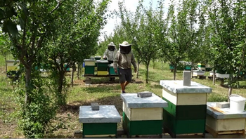 Mii de stupi din România au rămas fără albine din cauza pesticidelor folosite de agricultori, unele interzise în UE. (…)