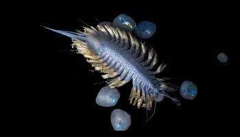 În Antarctica au fost descoperite 30 de noi specii: de la „viermi-zombi” la „mingea morții”