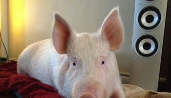 Cât costă un porc Marele Alb acum, în noiembrie 2025. De unde cumpărăm animalul pentru Crăciun: supermarket vs. (…)