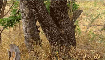Iluzie optică virală | Descoperiți leopardul ascuns în această fotografie!