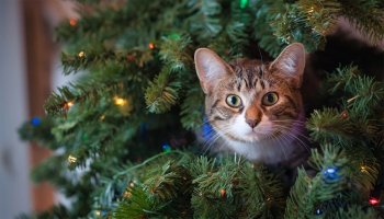 Ce idee genială a avut proprietara a 3 pisici, pentru a-și proteja bradul de Crăciun, de felinele ei. Imaginea a (…)