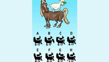 Test de inteligență | Care este umbra corectă a celor două animale din imagine?