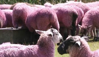 Oaia cu lână roz, modificată genetic în România. Stațiunea Popăuți s-ar pregăti de omologarea rasei Karakul