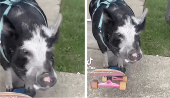 Nu e un banc! Cel mai neobișnuit record mondial, obținut de un…porc! Câți metri a mers pe skateboard