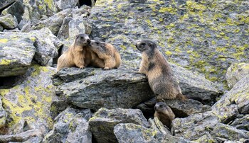 Animalul readus din Alpi care a cucerit Carpații. Dispărut în secolul XIX, este acum vedeta lacurilor glaciare