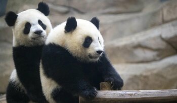 Angajaţii unei grădini zoologice din Franța îşi iau la revedere de la doi urși panda care se întorc în China