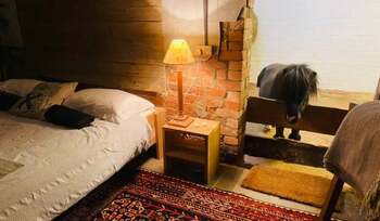 Plătești 180 de lire pe noapte ca să dormi cu… un ponei. Cazarea din Marea Britanie care a devenit virală pe Airbnb (…)