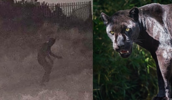 O persoană costumată în panteră neagră bagă spaimă în locuitorii unui oraș. Cine e „jaguarul urban”: „Am auzit un (…)