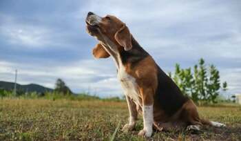 Cum să oprești câinele din lătrat. Greșeala frecventă pe care o fac proprietarii de animale de companie