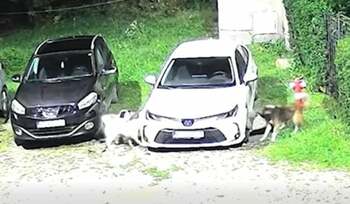 Cinci câini maidanezi din Petroșani au mușcat o Toyota și au lăsat-o fără bară, în cartierul Dimitrov