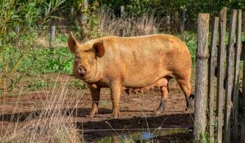 O familie de fermieri ascundea o plantație de canabis sub ferma de porci: „Au încercat să scape repede de datorii”