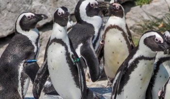 Peste 60.000 de pinguini care nu au mai găsit sardine au murit de foame în apropierea Africii