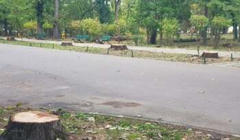Stejarii de pe aleea de intrare în Parcul Herăstrău au fost tăiați: „Nu vom afla niciodată adevăratele motive”