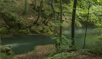 Accident mortal într-o pădure din Cluj. Un bărbat de 60 de ani și-a pierdut viața