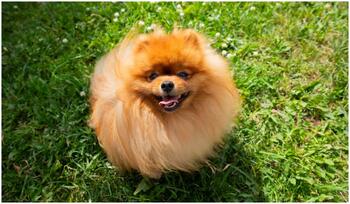Pomeranian de 3 kg, filmat în timp ce gonea un urs negru din locuința stăpânilor. Scout, eroul din Vancouver