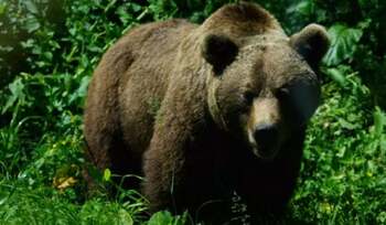 Cioban atacat de urs în Vâlcea, în timp ce își aducea animalele înapoi la stână