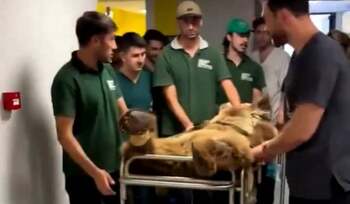 Un urs dus cu targă la veterinar după ce a mâncat prea multă fructe, a devenit noua vedetă a internetului | VIDEO