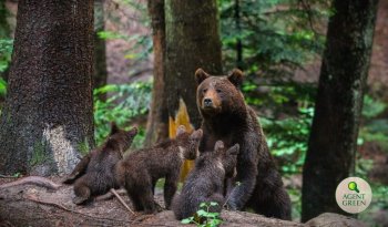 Alertă în Brașov, după ce un urs a ajuns la mall. Mesaje RO-Alert, emise pentru localnici. Animalul nu a fost încă prins