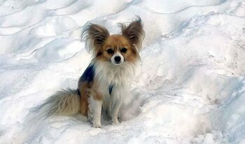 Căzut într-o prăpastie în munți, un bărbat a fost salvat de câinele său, un Chihuahua devenit erou patruped în Elveția