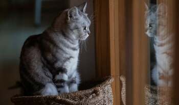 Te simți vinovat că îți lași pisica singură acasă? Cum percepe felina despărțirea. Adevărul te va surprinde și te va (…)