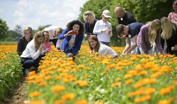 EXCLUSIV. Cum se fabrică celebrele produse Weleda! Am vizitat grădina de plante medicinale din Germania, un paradis (…)