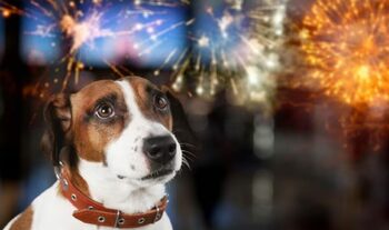 Animalele suferă din cauza artificiilor: Proiect privind interzicerea utilizării petardelor şi artificiilor în (…)