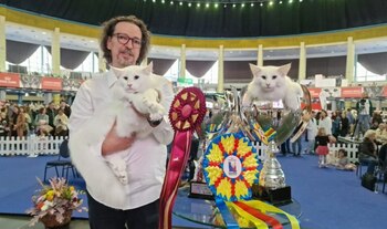 Cel mai frumos motan din lume e român: pisicile din România care au cucerit lumea