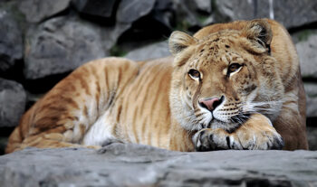 Copil de 5 ani, mușcat de un ligru la o grădină zoologică privată din Suceava. Micuțul a fost transportat de urgență (…)